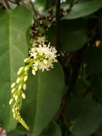 Close-up of flower plant