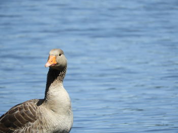 Close-up of seagull on lake