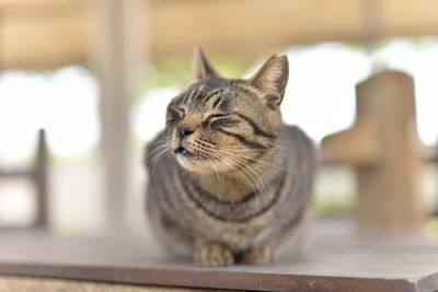 Close-up of cat with closed eyes
