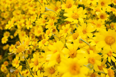 Close-up of yellow marigold blooming outdoors