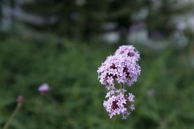 Close-up of purple flowering plant on field