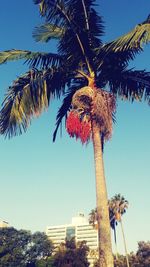 Low angle view of coconut palm tree against sky