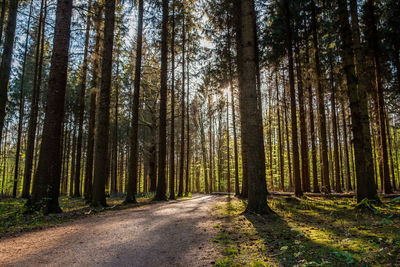 Road amidst trees in forest