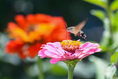 Close-up of bee on flower