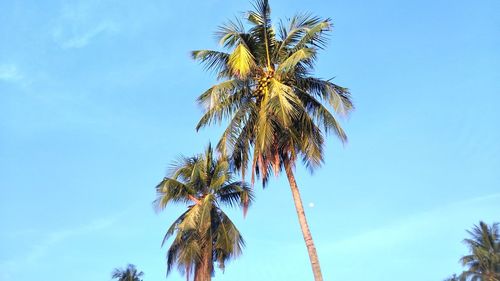 Low angle view of coconut palm tree against sky