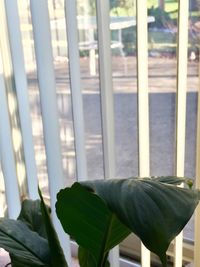 Close-up of plant in greenhouse