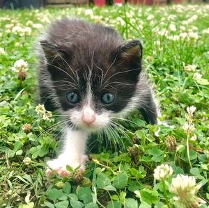 Portrait of cat on field