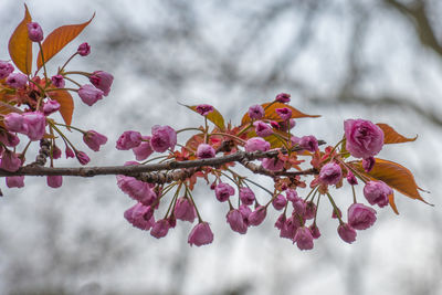 Close-up of pink cherry blossoms in spring