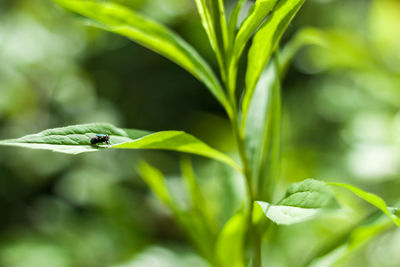 Close-up of insect on plant