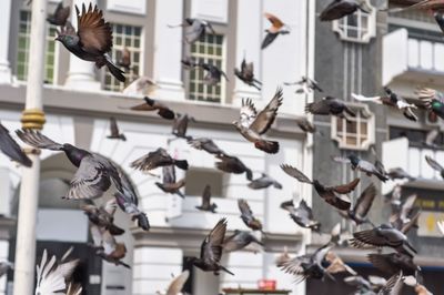 Birds flying in front of building