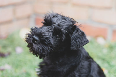 Black miniature schnauzer puppy poses for a close up