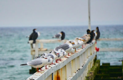 Close-up of birds perching on beach against clear sky