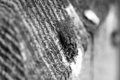 Close-up of insect on wood