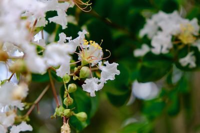 Close-up of white flowering plant