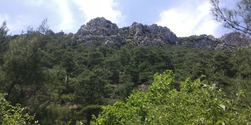 Panoramic view of trees and plants against sky