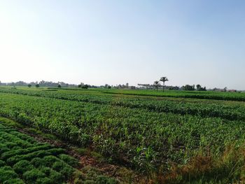 Scenic view of agricultural field against clear sky