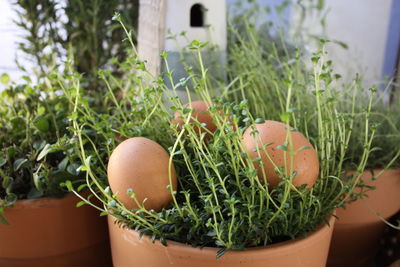 Close-up of fresh potted plants in yard