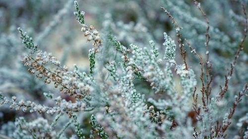 Close-up of snow on plant