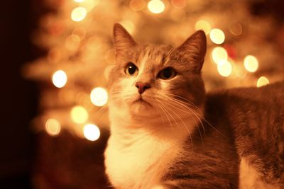 Close-up portrait of a cat