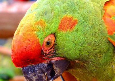 Close up of a bird