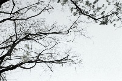 Low angle view of bare trees