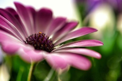 Close-up of pink flower