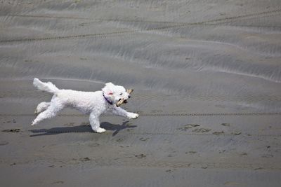 High angle view of dog running on beach