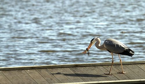 Close up of heron