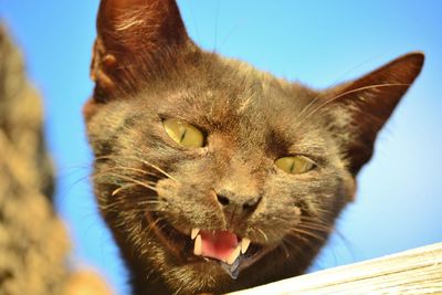 Close-up of cat against sky