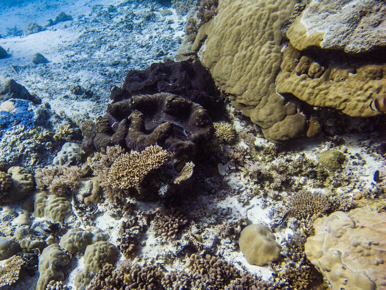 HIGH ANGLE VIEW OF CORAL AND SEA