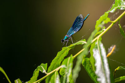 Close-up of damselfly on leaf