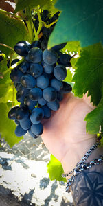 Midsection of person holding grapes in vineyard