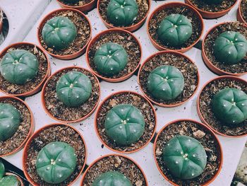 Close-up of potted cactus plants