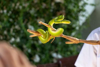 Close-up green pit viper on tree stick