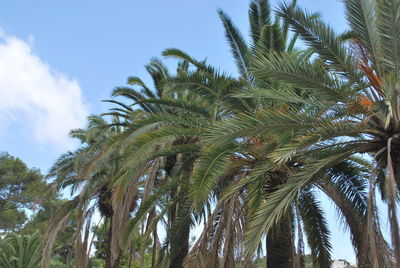 Low angle view of palm tree against sky