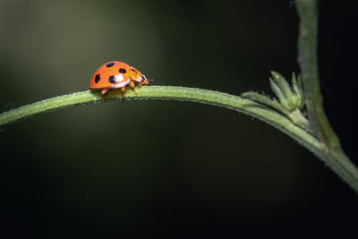 Close-up of ladybug on leaf