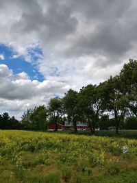 Trees on field against sky