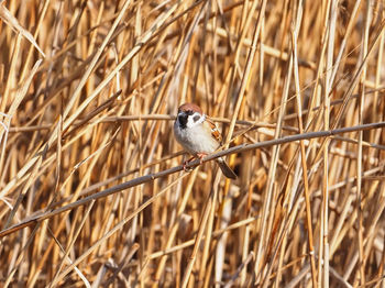 Close-up of bird perching on plant