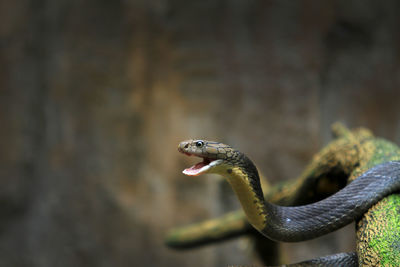 Close-up of cobra