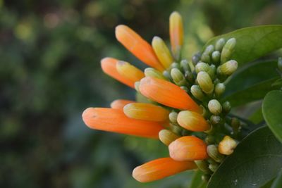 Close-up of orange flower blooming outdoors