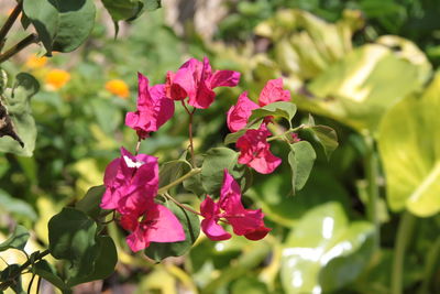 Close-up of pink flowering plant