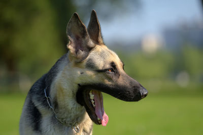 Close-up of a dog looking away