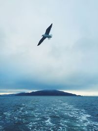 Seagulls flying over sea