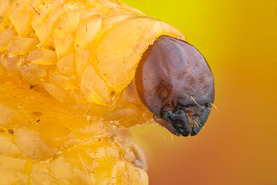 Close up of caterpillar outdoors