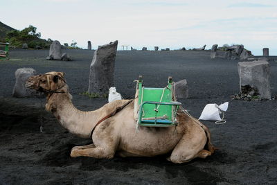 View of a camel sitting on land