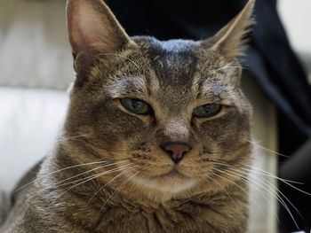 Close-up portrait of cat