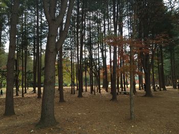 Trees in forest