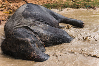 Close-up of a dog sleeping on sand