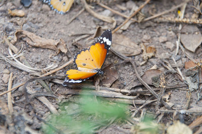 Close-up of butterfly on leaf