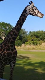 View of giraffe at zoo